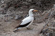 Galapagos-Tiere17.jpg